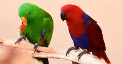 How to care for your Parrots