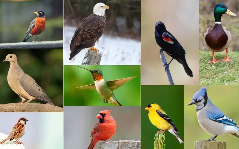 Most Popular Birds in USA