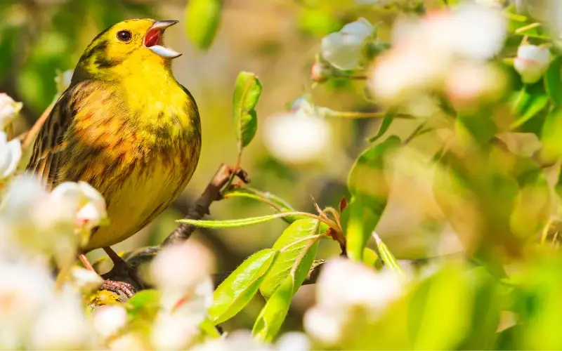 Song Birds in USA