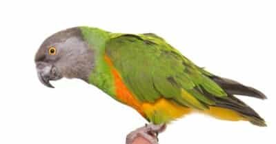 Senegal Parrots As Pets In Bird Species