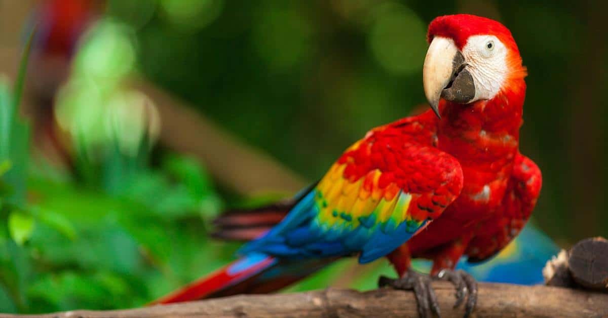 Are Macaws Good Pets for Apartments? Pros and Cons Revealed!