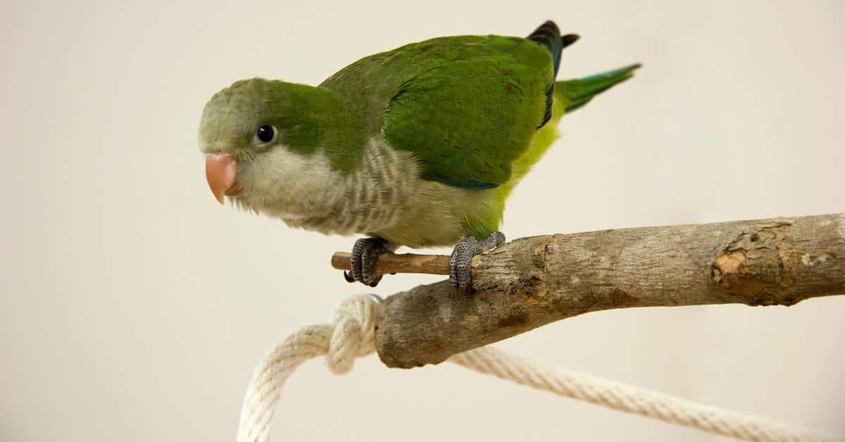 Quaker Parrots: Your Colorful Companion