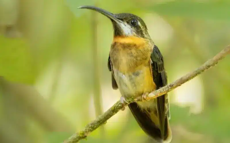 Pale-tailed barbthroat History
