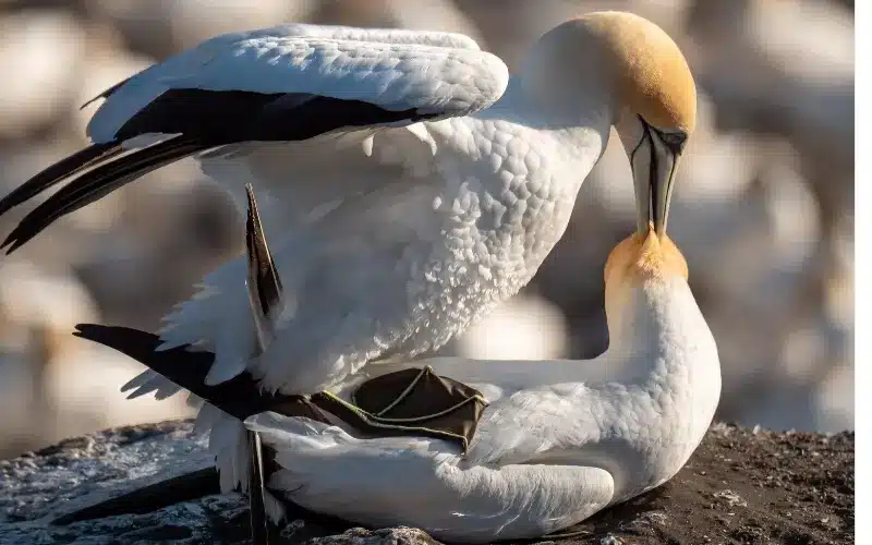 How do Birds Mate and 4 Secrets of Bird Mating Rituals