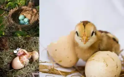 How do birds Reproduce