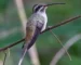 Sooty-capped Hermit History