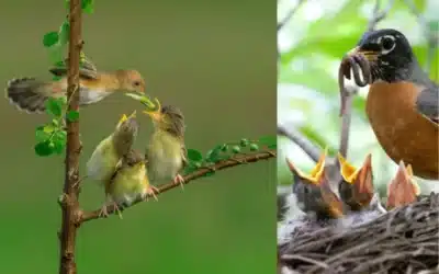 What to Feed Baby Birds