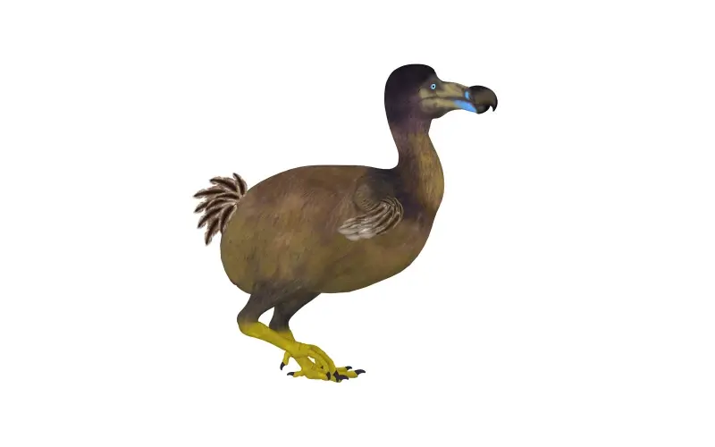 When did dodo birds go extinct