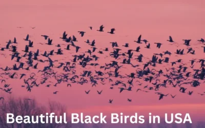 Beautiful Black Birds in USA