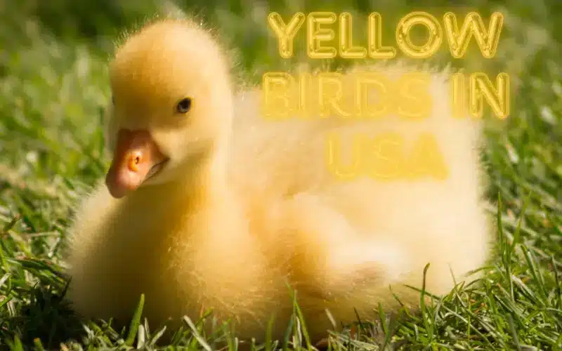 Beautiful Yellow Birds in USA