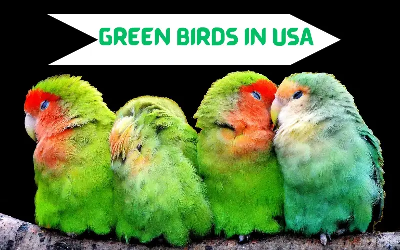 Green Birds in USA