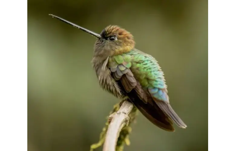 Green-fronted lance-bill