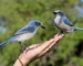 Lovely Blue Birds in USA