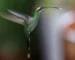 White-whiskered Hermit History and 5 Best Facts