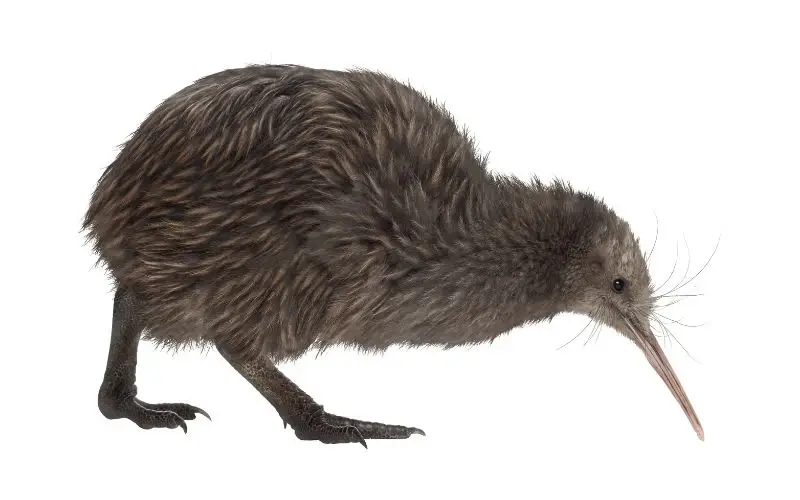 Why can't the kiwi bird fly
